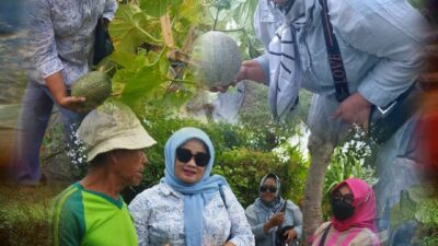 Rahasia Pupuk Petani Melon Hingga Hasil Panen Memuaskan